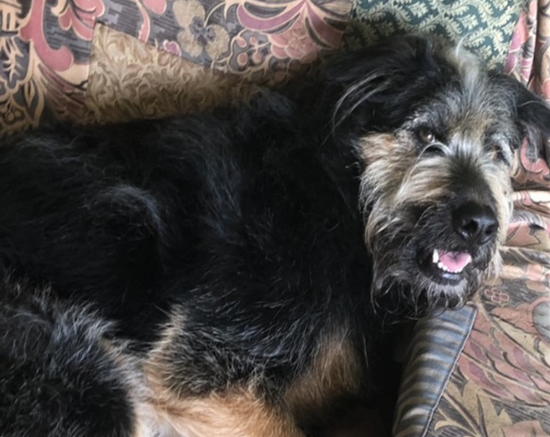 A dog laying on its back in the middle of a chair.